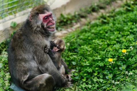 Female macaca monkey feeds her baby breast milk Stock Photos
