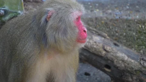A female macaque Stock Footage 284256063