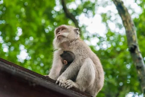 Female macaque monkey with cub at Monkey Forest, Bali, Indonesia Stock Photos