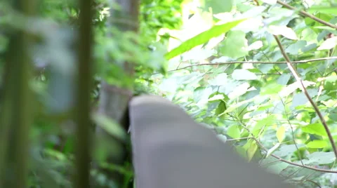 Female  magpie Stock Footage 58930978