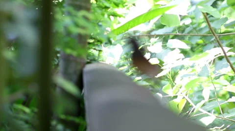 Female  magpie Stock Footage 58935489