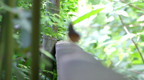 Female  magpie Stock Footage 58936224