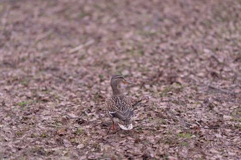 Female mallard blending into ground pattern, speckled plumage camouflage, ale Stock Photos