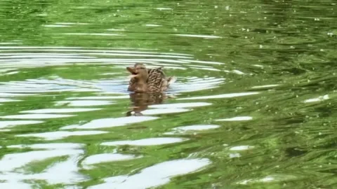 Female Mallard Duck Flapping Wings and Grooming on Green Pond Water Stock Footage 341007753