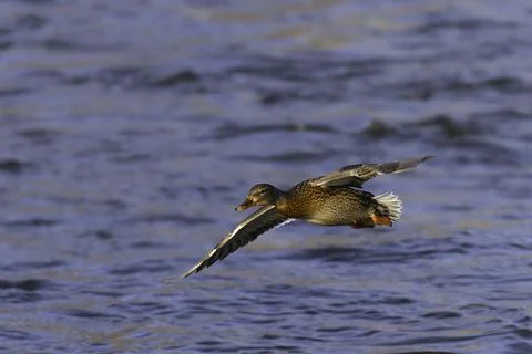Female mallard duck in flight Stock Photos