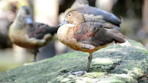 Female Mallard Duck Stock Footage 56275853