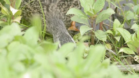 Female Mallard Duck Foraging in Riverside Vegetation Vídeos de archivo 334862829