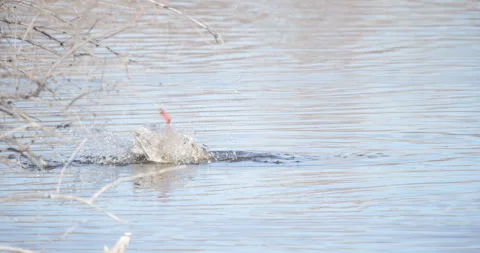 Female Mallard Duck Taking a Bath Stock Footage 242906841