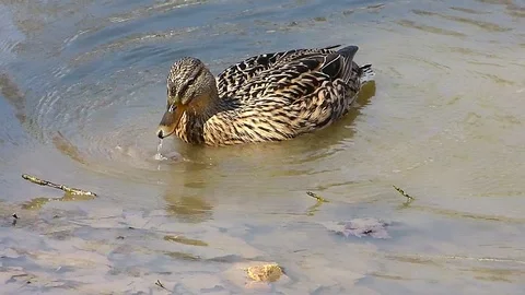 Female Mallard eats and swims in a pond. Stock Footage 74387227