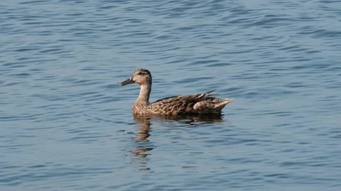 Female Mallard Stock Footage 131378475