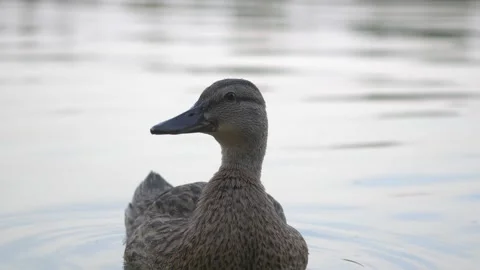 Female Mallard Looking Around While Floating on Calm Lake Video stock 343539094