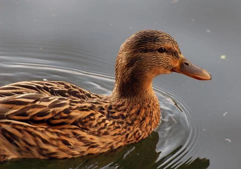 Female Mallard Stock Photos
