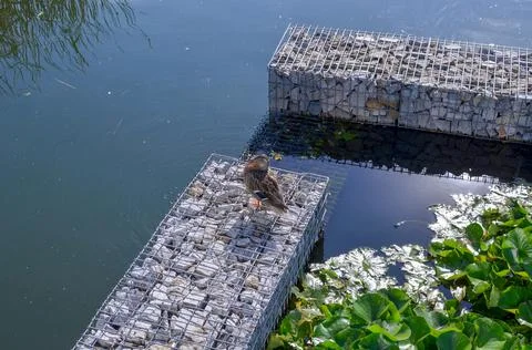 Female mallard on the river bank next to green lily leaves and rocks Stock Photos