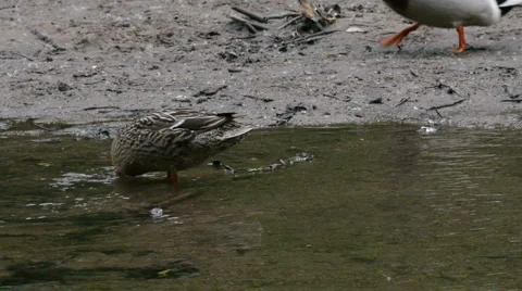 Female mallard in the river Stock-Footage 5505048