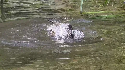 Female Mallard Scratching Her Head and Splashing During a Bath Vídeo Stock 341801062