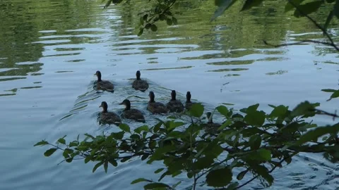 Female mallards Video stock 155495396