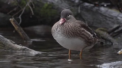 Female Mandarin Duck Stock Footage 71348094