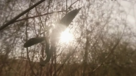 Female Mantis in The Branches of the sun grass Swaying in The Wind close up Stock Footage 56345625