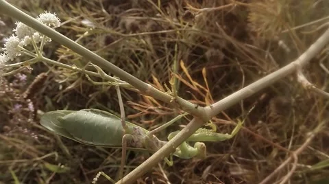 Female mantis crawling on a branch in a thicket of grass close up in the sun Stock Footage 56344753
