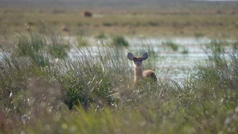 Female Marsh Deer Watching From Dense Grass Near Water in Argentina Stock Footage 337976913