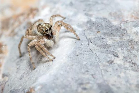 Female Menemerus semilimbatus spider posed on a rock waiting for preys Stock Photos