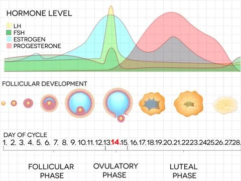 Female menstrual cycle chart Stock Illustration