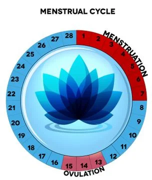 Female menstrual cycle chart Stock Illustration