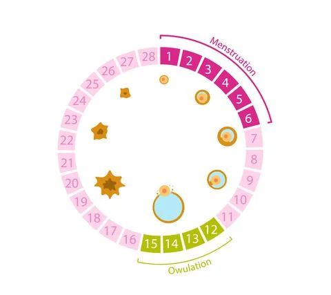 Female menstrual cycle. Circular table with ovulation numbers and egg formation イラスト素材