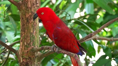 A female Moluccan Eclectus Parrot (Eclectus roratus) perches on a branch under Stock-Footage 332996989