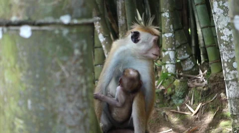 Female monkey with it's child Video stock 53103513