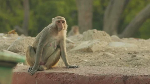 Female Monkey Sitting Alone And Looking Around Slow-motion In Delhi, India Vídeos de archivo 148664285