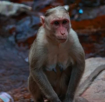 Female monkey sitting on a rock while resting it's body and tail Foto stock