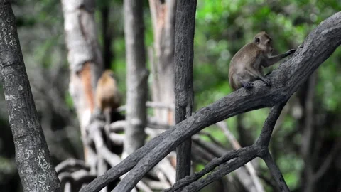 Female monkey try to clean up her hands Stock Footage 158737872