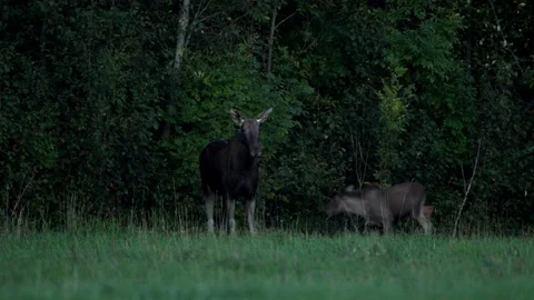 Female moose with a calf Stock Footage 106171658