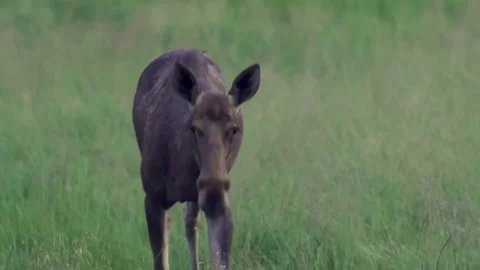 A female moose comes up close to the camera. Green grass in the background. Video stock 219427169