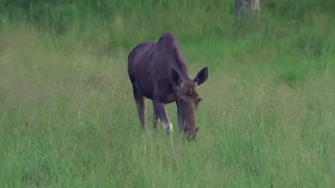 A female moose comes up close to the camera. Green grass in the background. Video stock 219702181