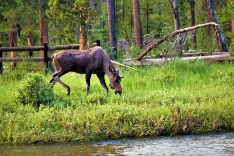 A Female Moose Eating By A River Stock Photos