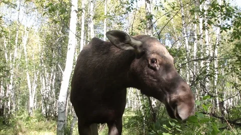 Female moose eats Video stock 98302131