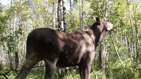 Female moose eats Stock Footage 98302176