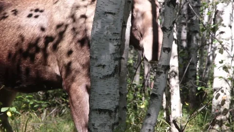 Female moose eats Stock Footage 98302206