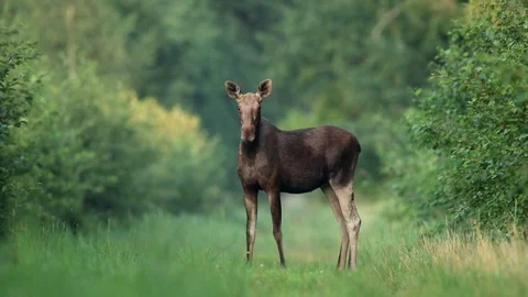 Female moose (eurasian elk) standing Stock Footage 106172080