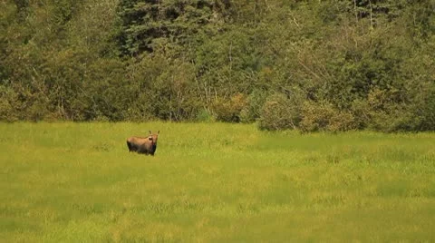 Female moose in field. Stock Footage 10751561