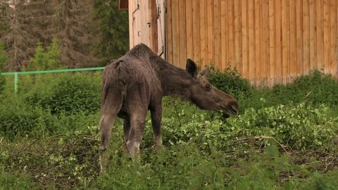 Female moose Stock Footage 81661329