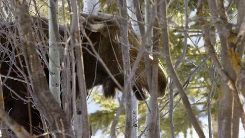 Female moose grazing branches during winter Stock Footage 116744751