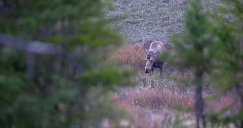 Female moose grazing in forest while facing camera Stock Footage 341529785