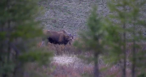 Female moose grazing through forest framed by trees Stock Footage 341529164