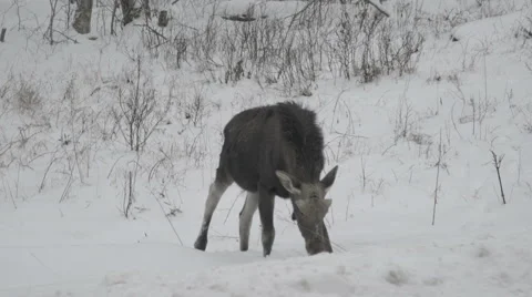 Female moose grazing in winter Stock Footage 58885967