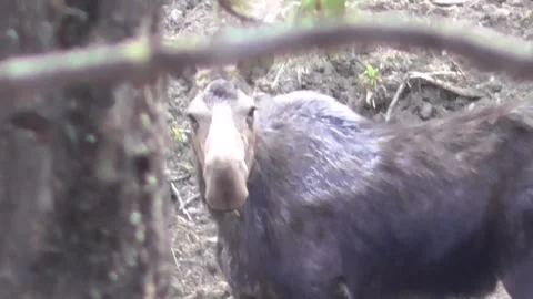 Female Moose Looking Through Forest Branches Real Wildlife Close Up With Sound Stockbeeldmateriaal 309591018