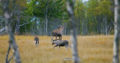 Female moose mother with two young elk calfs walks in forest Stock Footage 80430861