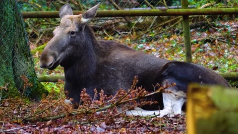 Female Moose resting  Stock Footage 153791845